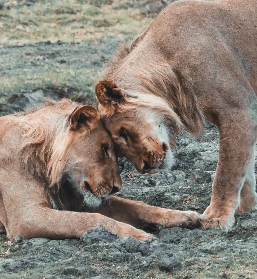 Two lions rub heads in Chobe National Park