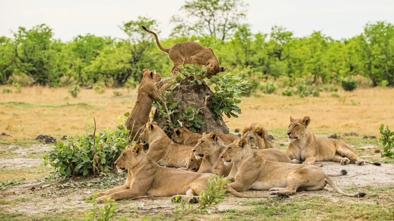 pride-of-lions
