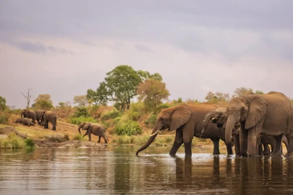 elephant-herd-drinking-water
