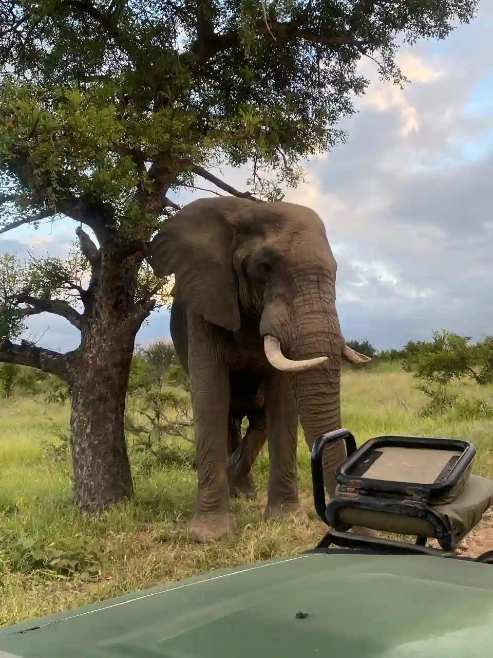 Elephant sighting on Kruger game drive