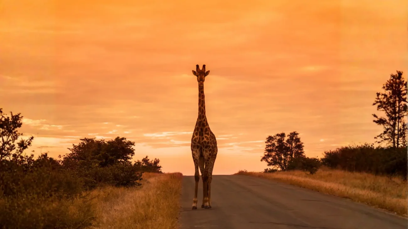 giraffe-stands-in-road-at-sunset