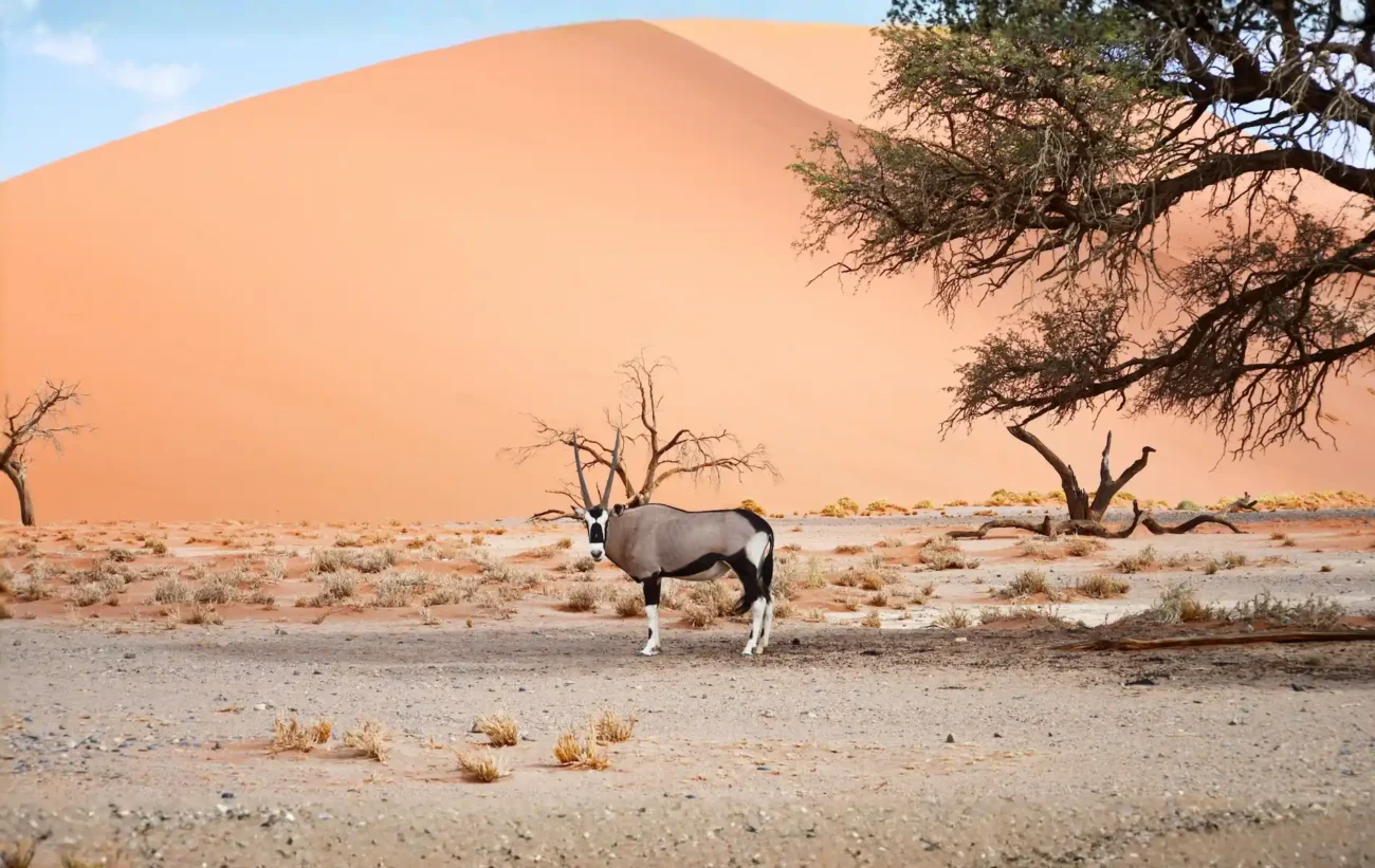 Single Gemsbok stands in front of dune in Namibia desert