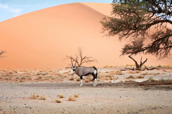 Single Gemsbok stands in front of dune in Namibia desert