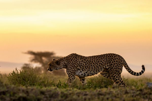 cheetah getting ready to pounce at sunset