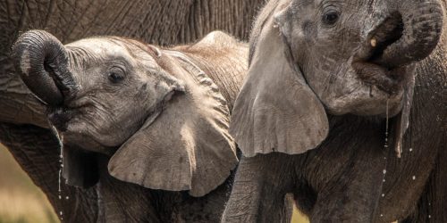 Young elephants using trunks to drink in the Kruger National Park, South Africa