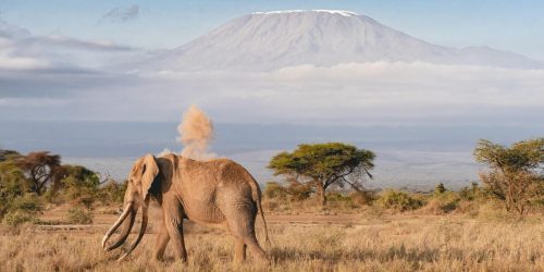 Ngorongoro crater with elephant walking in the field