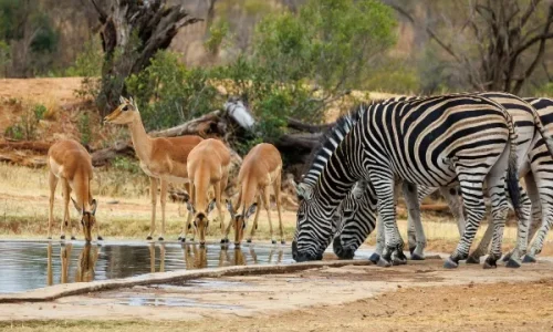 krugar watering hole_converted