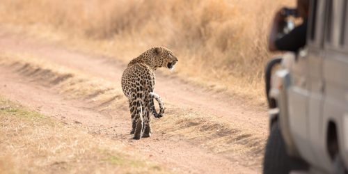 Daytime leopard sighting walking on dirt road in Kruger