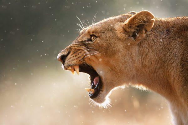 Angry lioness close up in drizzle
