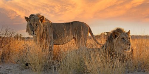 Two big male African lion (Panthera leo) in early morning light, South Africa