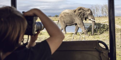 Back view of girl taking photo of an elephant, Inverdoorn game Reserve, Breede River DC, South Africa