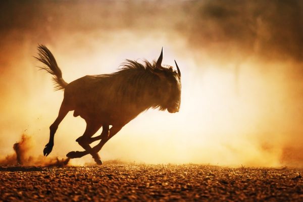 Wildebeest running in the dust at sunset