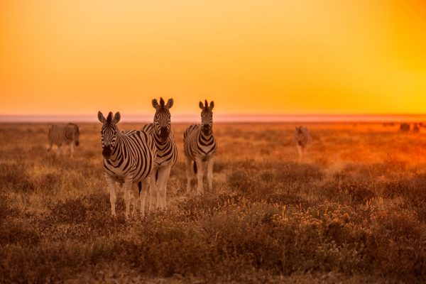 Zebras looking at camera in gorgeous sunset light